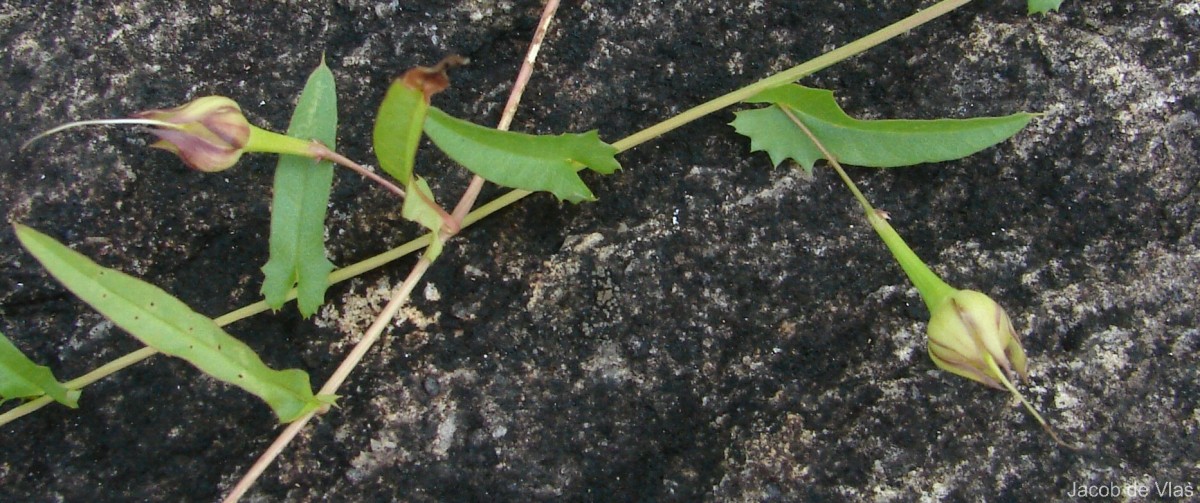 Xenostegia tridentata (L.) D.F.Austin & Staples